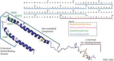 Can Interactions Between α-Synuclein, Dopamine and Calcium Explain Selective Neurodegeneration in Parkinson's Disease?